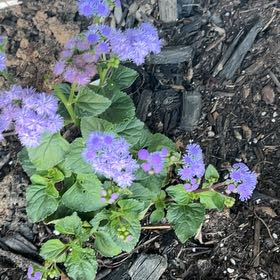 Photo of the plant species Flossflower by @NewBlackhaw76 named Sigmund on Greg, the plant care app