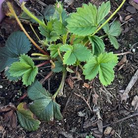 Photo of the plant species Coastal Strawberry by @NewBlackhaw76 named Beyonce on Greg, the plant care app