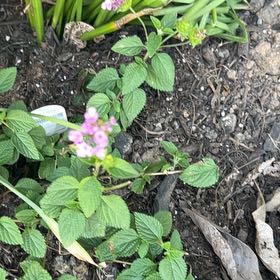 Photo of the plant species Weeping Lantana by @NewBlackhaw76 named ChloroPhil on Greg, the plant care app