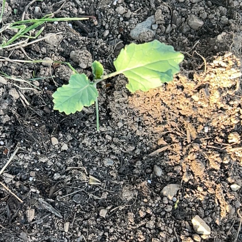 Photo of the plant species Broccoli by @NewBlackhaw76 named Navajo on Greg, the plant care app