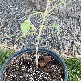 Photo of the plant species Lantana by @JennTucson named Lantana Stick 1 on Greg, the plant care app