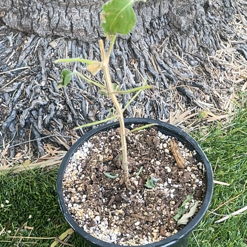 Photo of the plant species Lantana by @JennTucson named Lantana Stick 2 on Greg, the plant care app