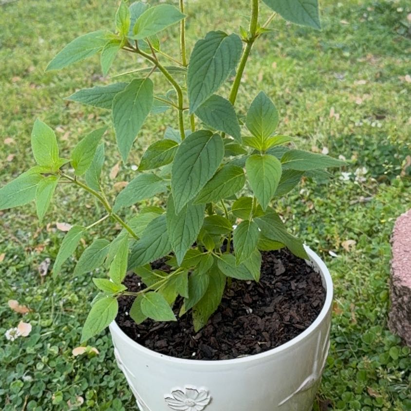 Photo of the plant species Pineapple Sage by @ProVaseplant56 named seraphina on Greg, the plant care app