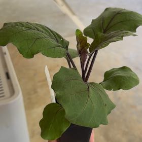 Photo of the plant species Eggplant 'Shikou' by @ProVaseplant56 named prince on Greg, the plant care app