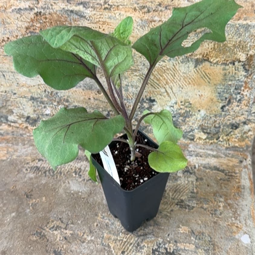 Photo of the plant species Eggplant 'Shikou' by @ProVaseplant56 named michael jackson on Greg, the plant care app
