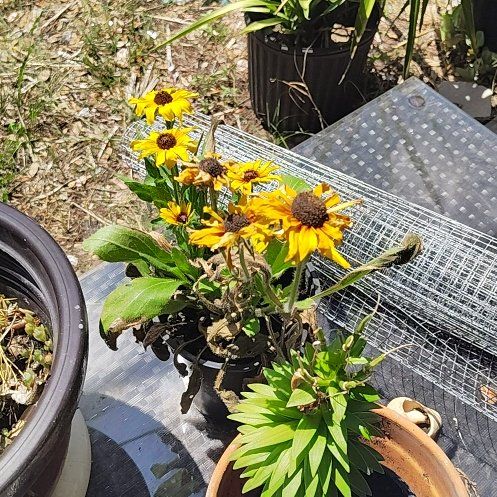 Photo of the plant species Gloriosa Daisy by @HardyPansy22 named Treeyoncé on Greg, the plant care app