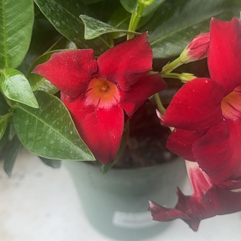 Photo of the plant species Allamanda Blanchetii by @DiverseJade72 named Michelle Branch on Greg, the plant care app