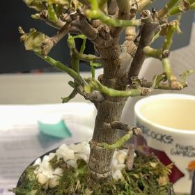 Photo of the plant species Juniper Mistletoe by @DiverseJade72 named Clooney on Greg, the plant care app