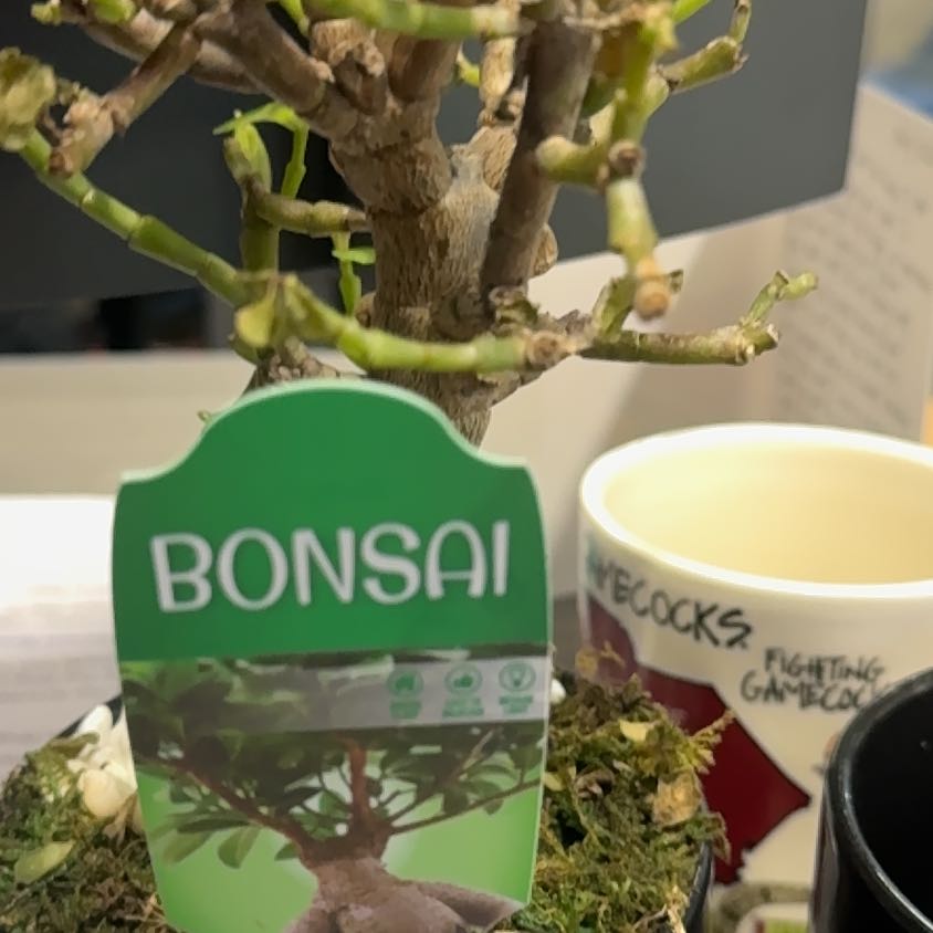 Photo of the plant species Juniper Mistletoe by @DiverseJade72 named Coco on Greg, the plant care app