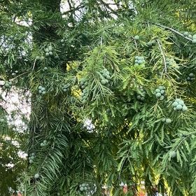 Photo of the plant species Bald Cypress by @DiverseJade72 named Zion on Greg, the plant care app