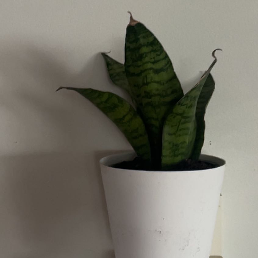 Photo of the plant species Forest Star Snake Plant by @FabKingfern44 named Remington on Greg, the plant care app