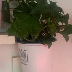 Photo of the plant species Cape Ivy by @FabKingfern44 named Marilyn on Greg, the plant care app