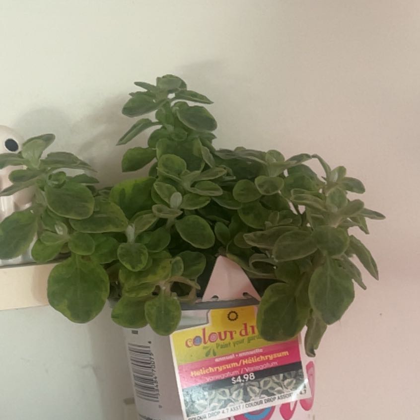 Photo of the plant species Licorice Plant by @FabKingfern44 named Lebron on Greg, the plant care app