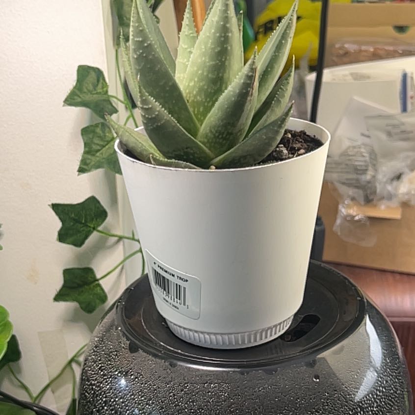 Photo of the plant species Haworthia savanna by @FabKingfern44 named Peter Parker on Greg, the plant care app