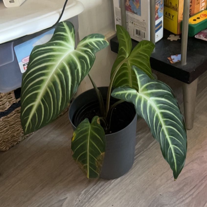 Photo of the plant species Xanthosoma Angel wings by @FabKingfern44 named Khaleesi on Greg, the plant care app