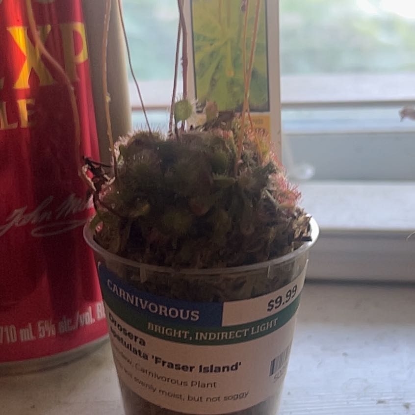 Photo of the plant species Spoon-Leaved Sundew by @FabKingfern44 named Yandu on Greg, the plant care app
