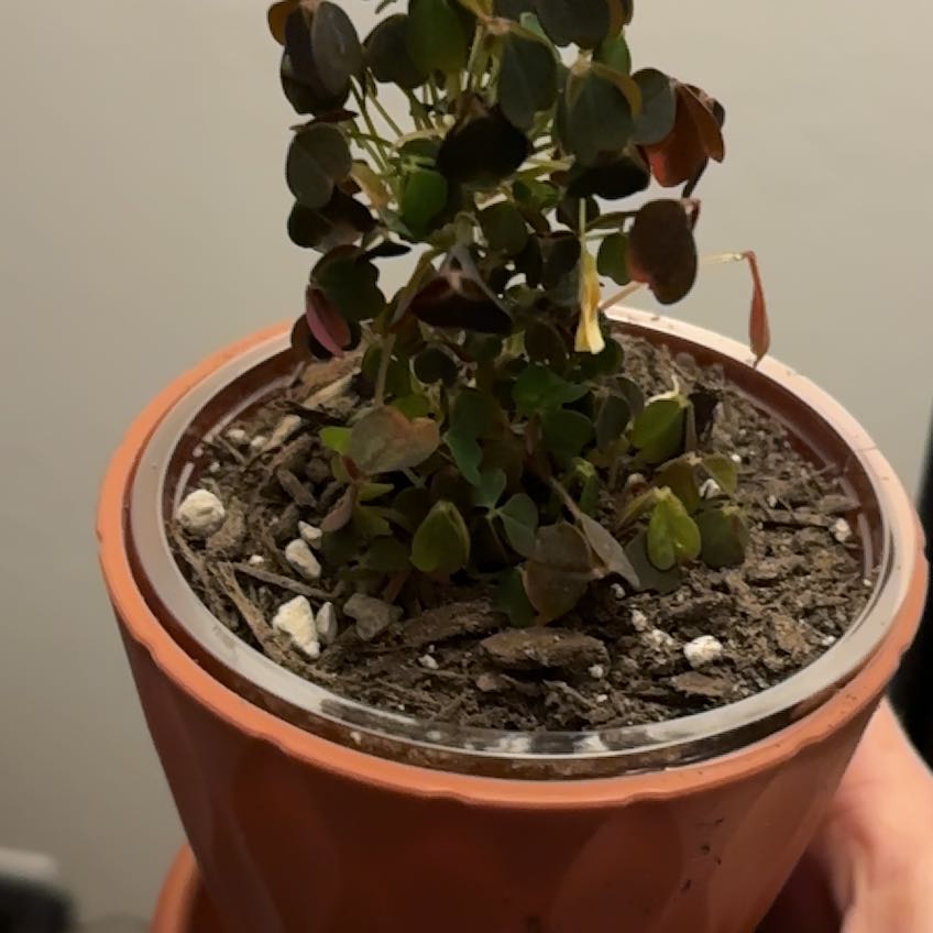 Photo of the plant species Oxalis 'Plum Crazy' by @CheerfulCat13 named Sage on Greg, the plant care app