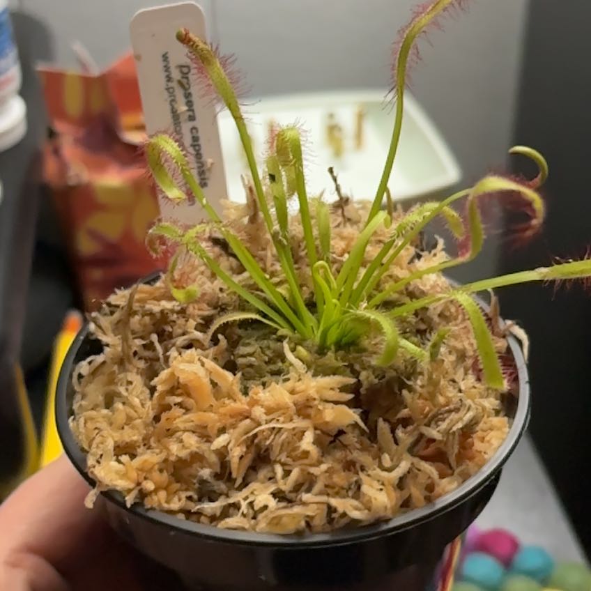 Photo of the plant species Cape Sundew by @CheerfulCat13 named Athena on Greg, the plant care app