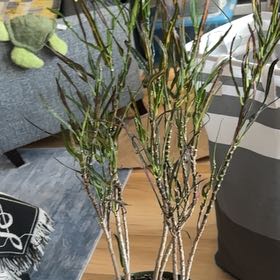Photo of the plant species Picasso's Paintbrush by @CheerfulCat13 named Sproutacus on Greg, the plant care app