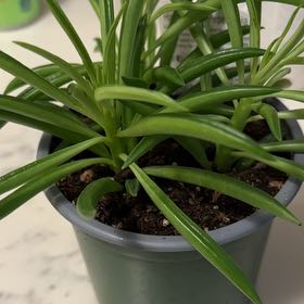 Photo of the plant species Happy Bean Peperomia by @CheerfulCat13 named Sahara on Greg, the plant care app