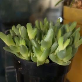 Photo of the plant species Assorted Stomatium by @CheerfulCat13 named Elle on Greg, the plant care app