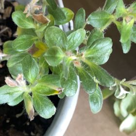 Photo of the plant species Spreading Pellitory by @Kdalt5 named Athena on Greg, the plant care app