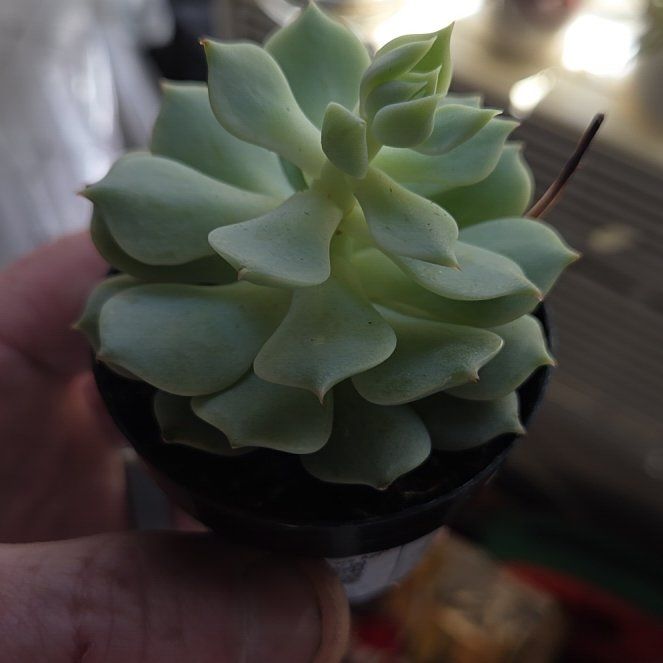 Photo of the plant species Echeveria 'Seraphina' by @CrucialYuzu26 named Rosa on Greg, the plant care app