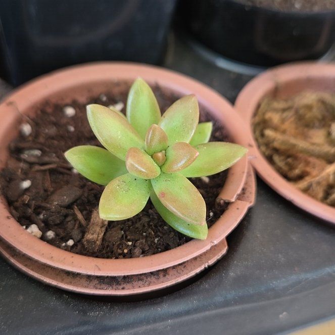 Photo of the plant species Coppertone Stonecrop by @CrucialYuzu26 named Planty on Greg, the plant care app