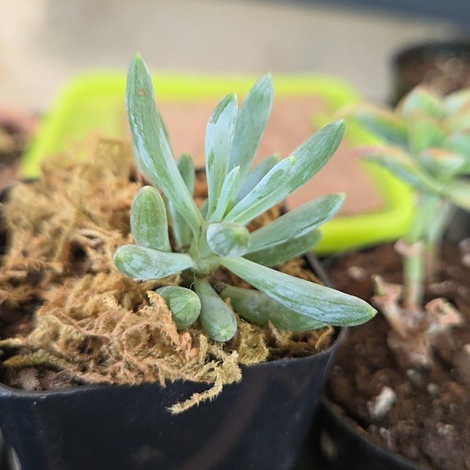 Photo of the plant species Blue Chalk Sticks by @CrucialYuzu26 named da Vinci on Greg, the plant care app