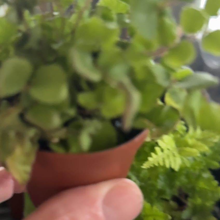 Photo of the plant species American Golden Saxifrage by @CapableAjwain72 named Leaf Erickson on Greg, the plant care app