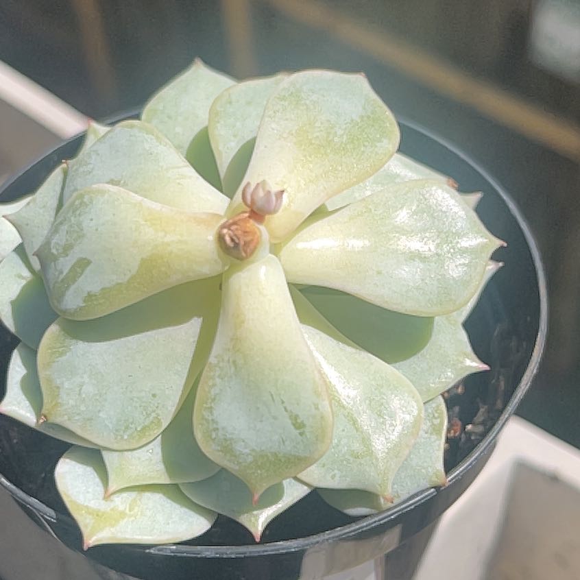 Photo of the plant species Echeveria 'Angel Kissed' by @ZealfulOregano named Remington on Greg, the plant care app