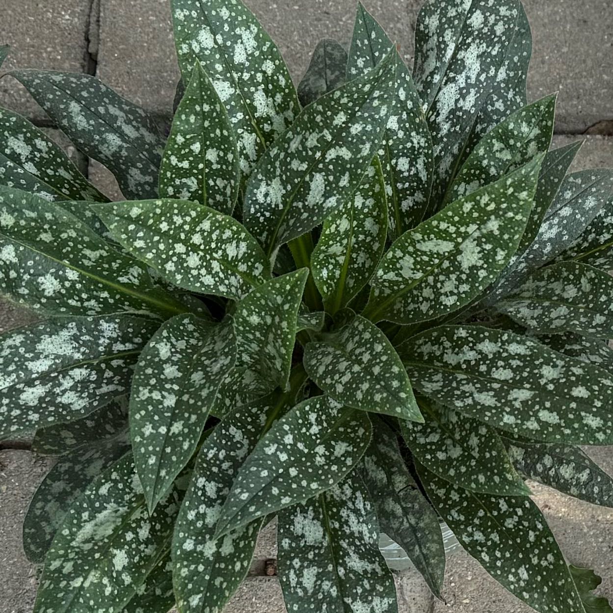 Photo of the plant species Twinkle Toes Lungwort by @RealLemontree91 named Lungwort on Greg, the plant care app
