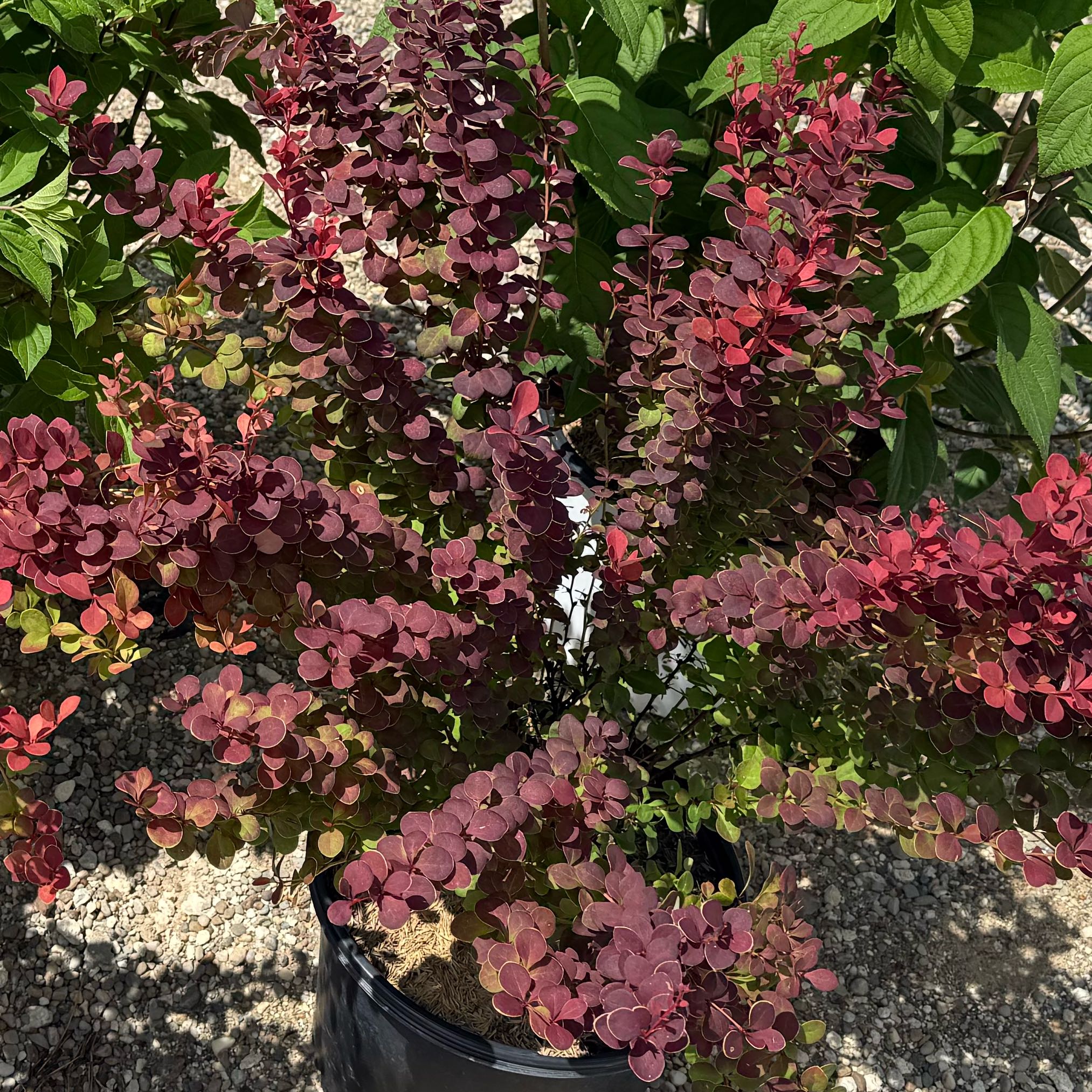 Photo of the plant species Orange Rocket Barberry by @RealLemontree91 named Barberry on Greg, the plant care app