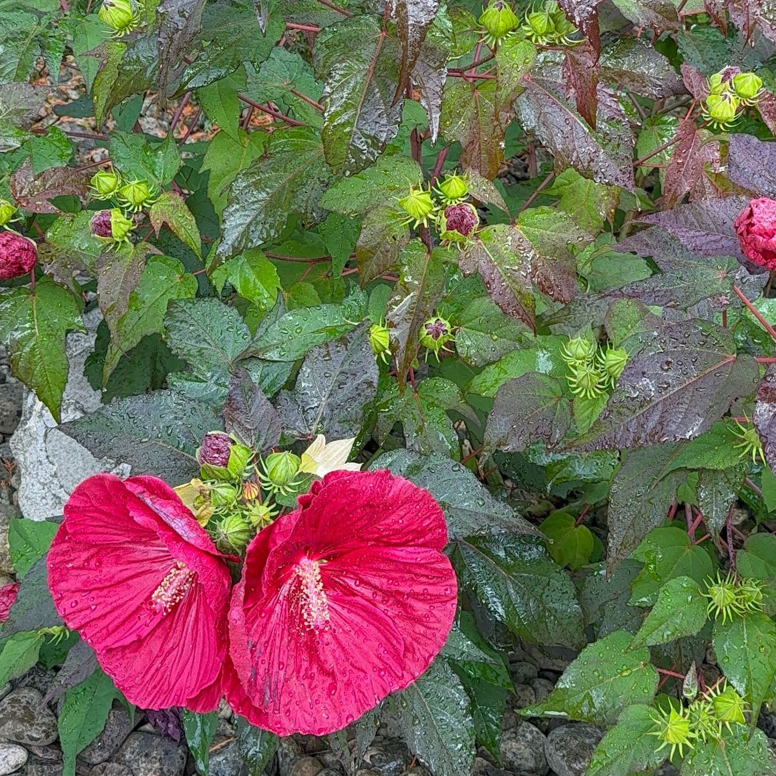 Photo of the plant species Hibiscus 'Midnight Marvel' by @RealLemontree91 named Hibiscus on Greg, the plant care app