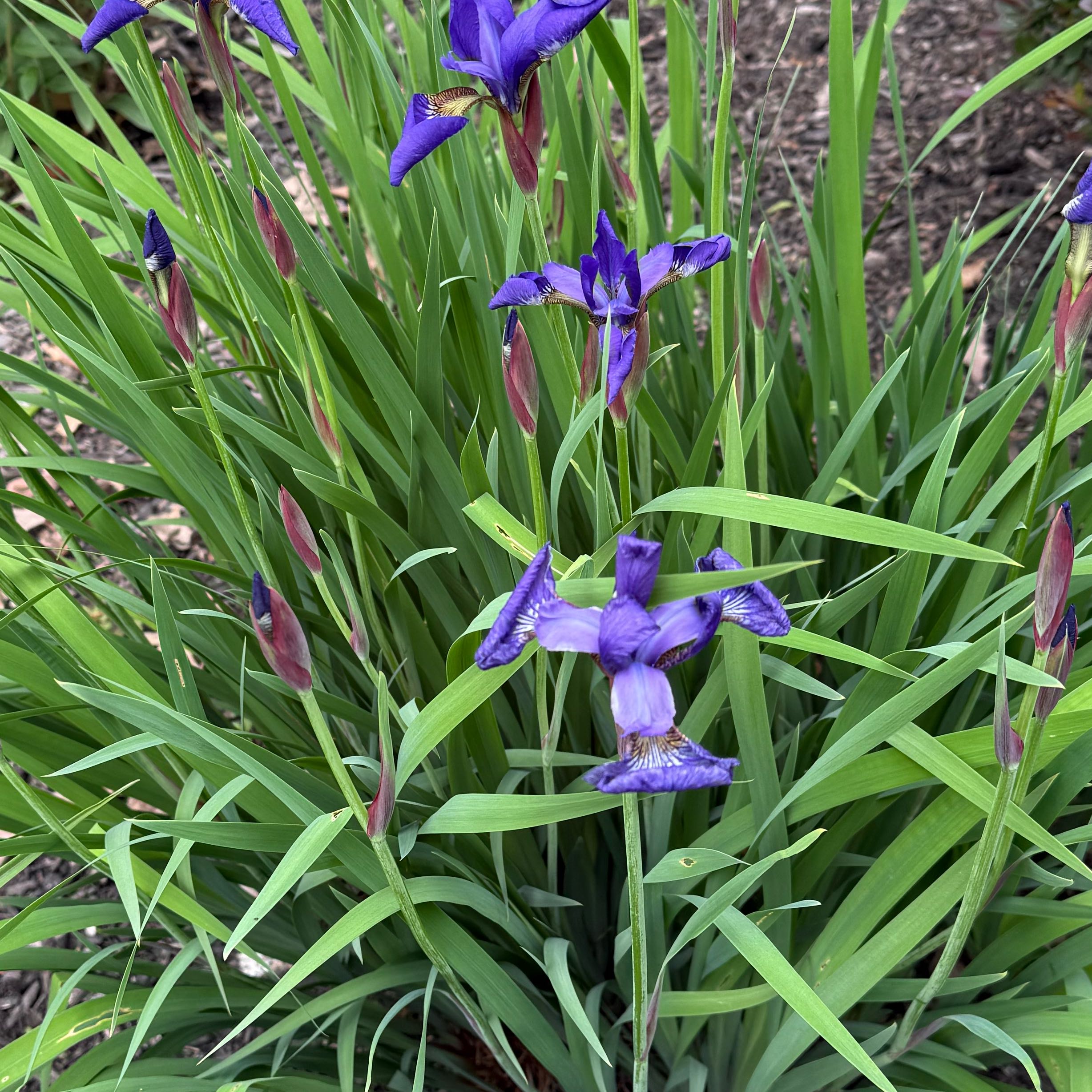 Photo of the plant species Douglas Iris by @RealLemontree91 named Japanese Iris on Greg, the plant care app