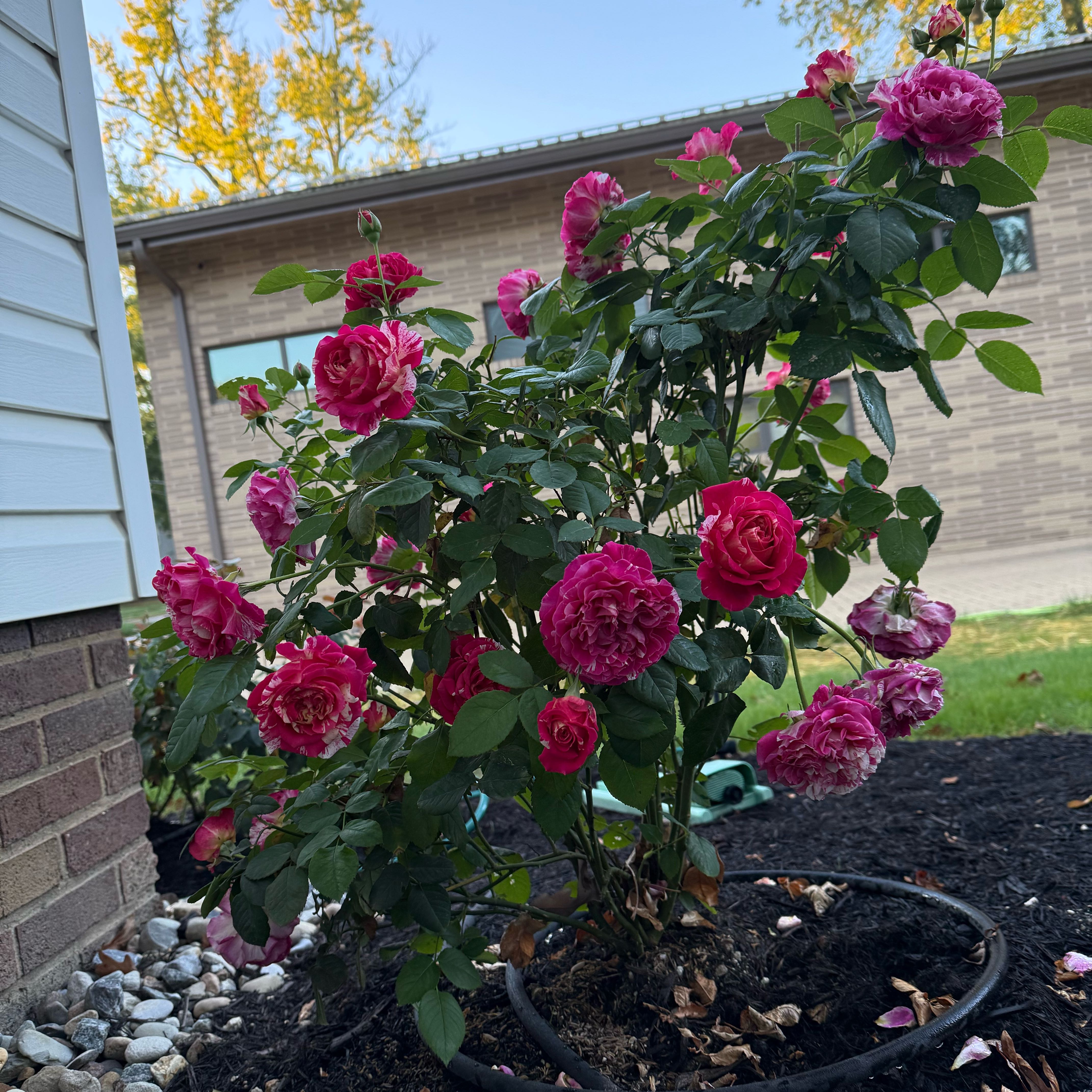 Photo of the plant species Floribunda Rose by @RealLemontree91 named Winning Streak on Greg, the plant care app