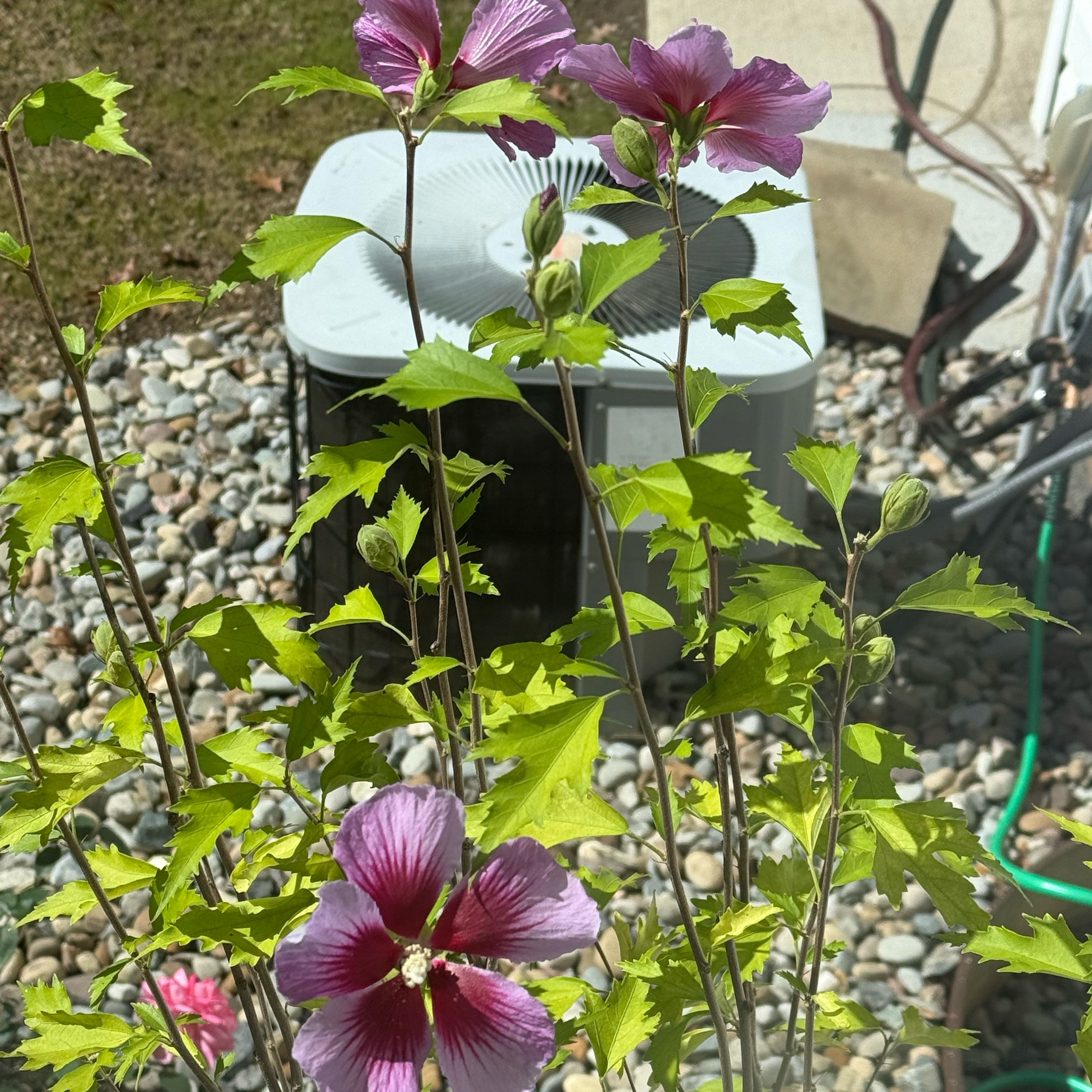 Photo of the plant species Rose Of Sharon by @RealLemontree91 named Rose of Sharon on Greg, the plant care app