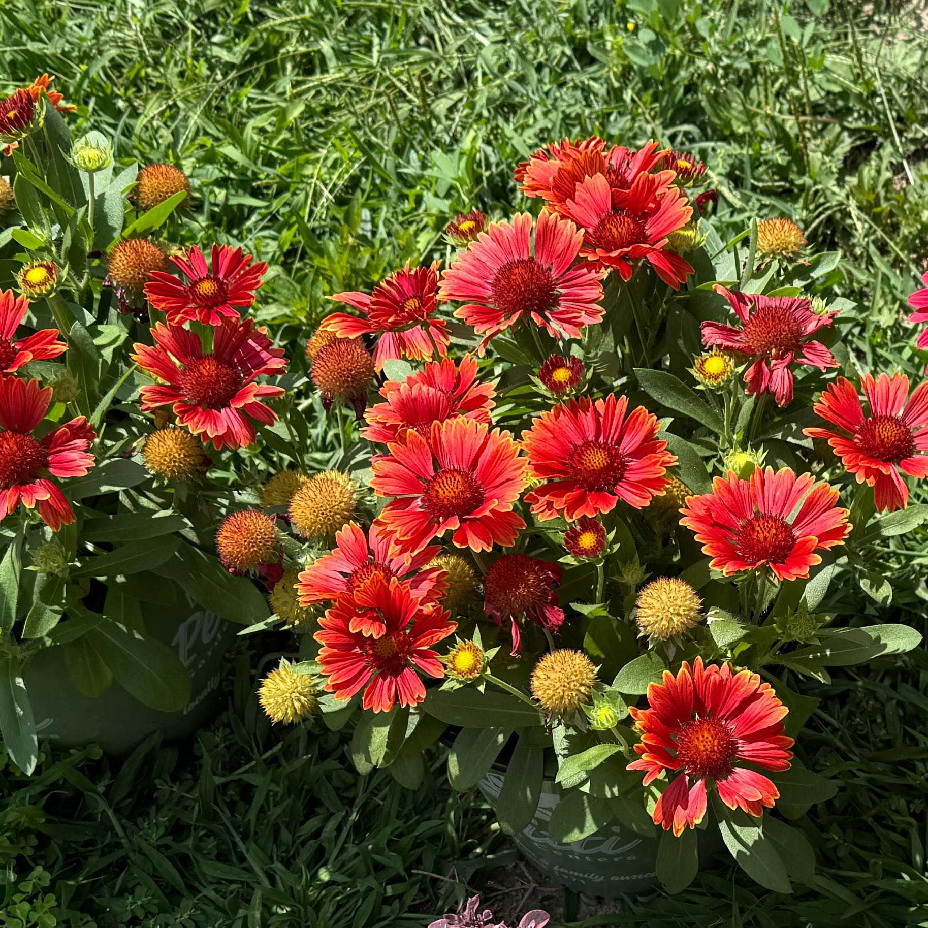 Photo of the plant species Blanket Flower 'SpinTop Yellow Touch' by @RealLemontree91 named Blanket Flower on Greg, the plant care app