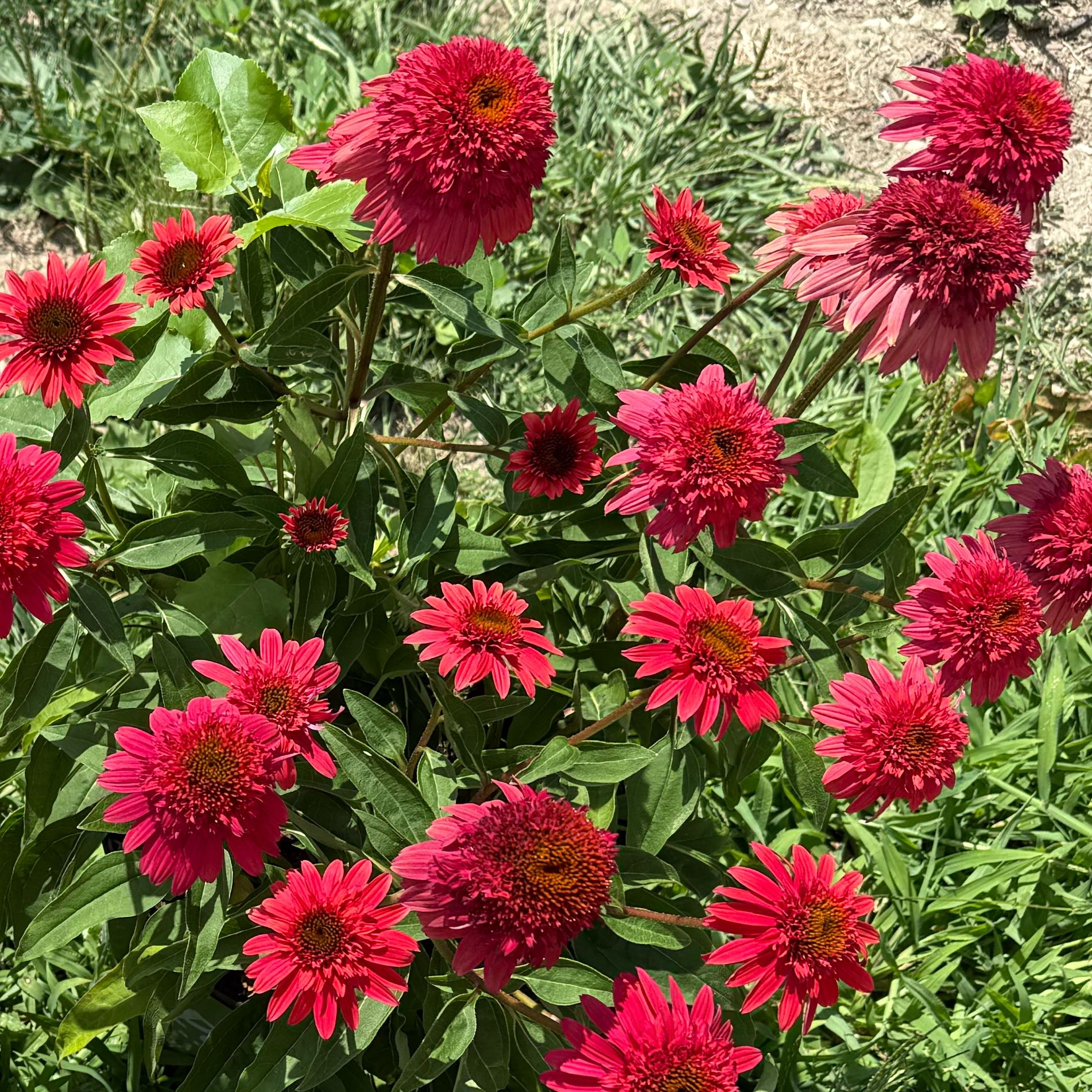 Photo of the plant species Echinacea 'Double Scoop Strawberry Deluxe' by @RealLemontree91 named Coneflower on Greg, the plant care app