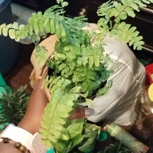 Photo of the plant species Adiantum 'Bronze Venus' by @BabyFrogfruit23 named Kendall on Greg, the plant care app