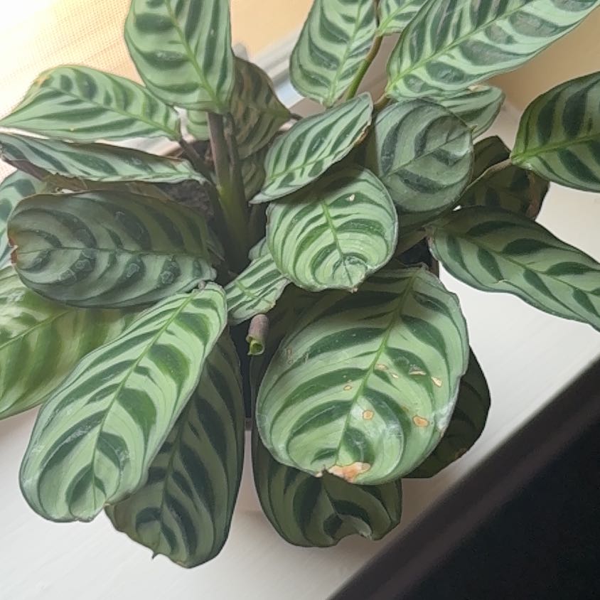 Photo of the plant species Calathea burle-marxii by @PoisedMymumrose named Lil Bitch on Greg, the plant care app