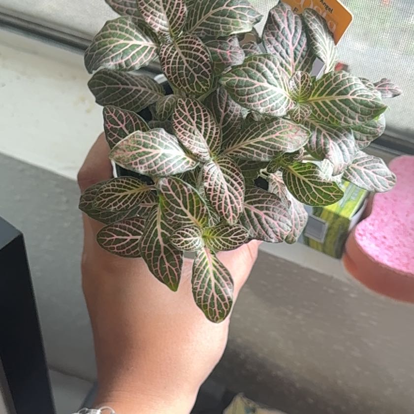 Photo of the plant species Mini Pink Fittonia by @GaietyKanna named Stella on Greg, the plant care app