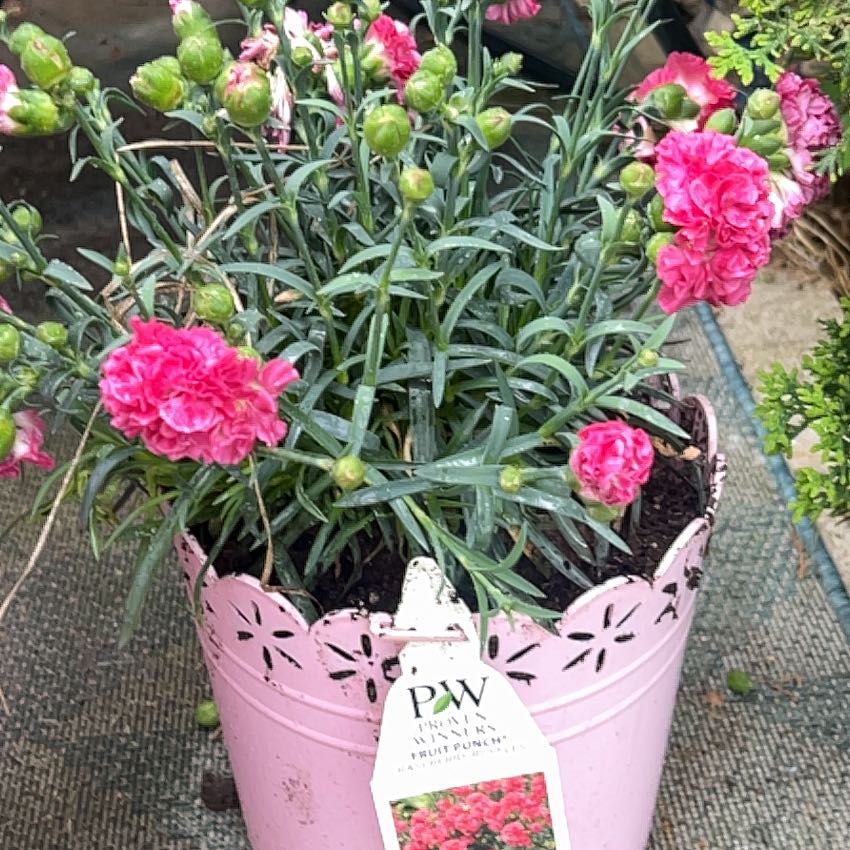 Photo of the plant species Dianthus 'Fruit Punch Raspberry Ruffles' by @FacilelyHedera named Rasp on Greg, the plant care app