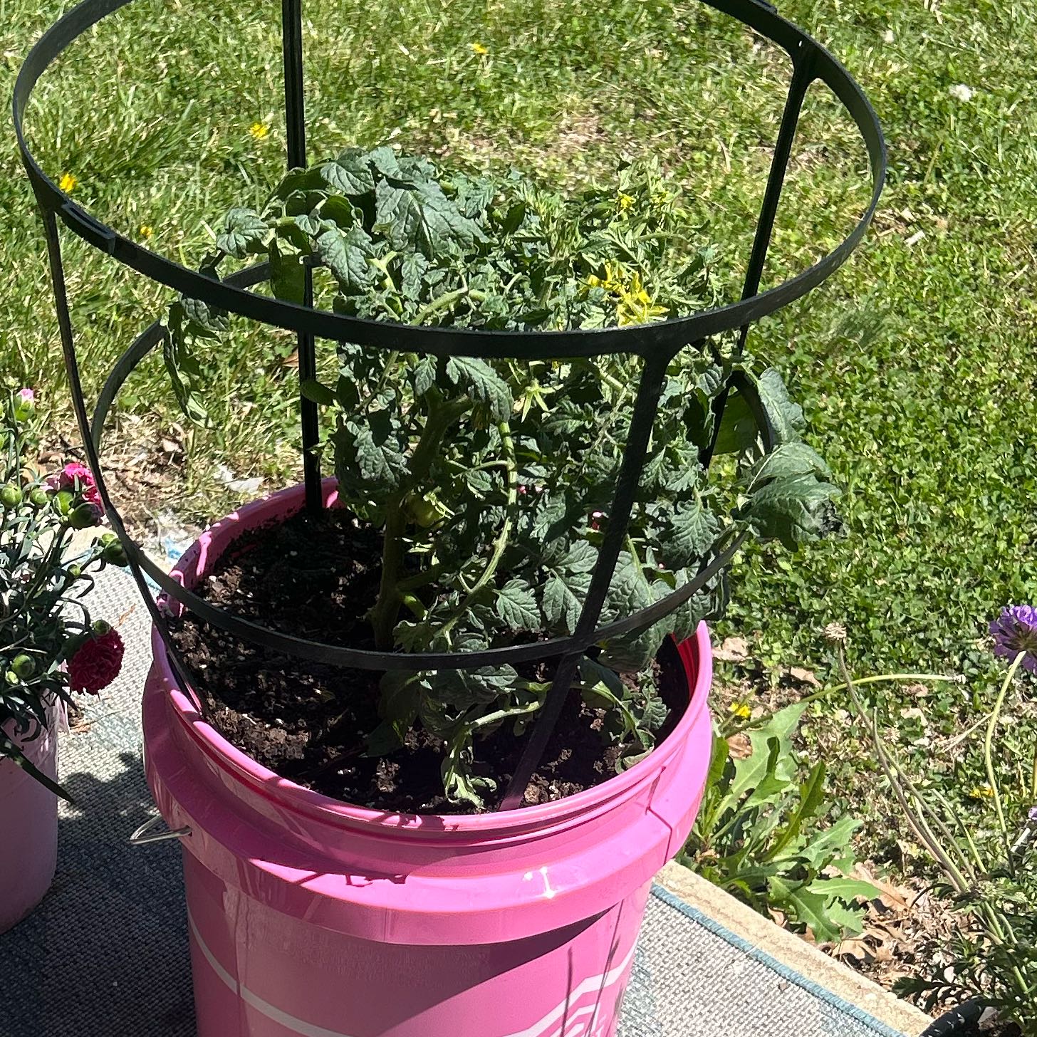 Photo of the plant species Cherokee Purple Tomato by @FacilelyHedera named Diva on Greg, the plant care app