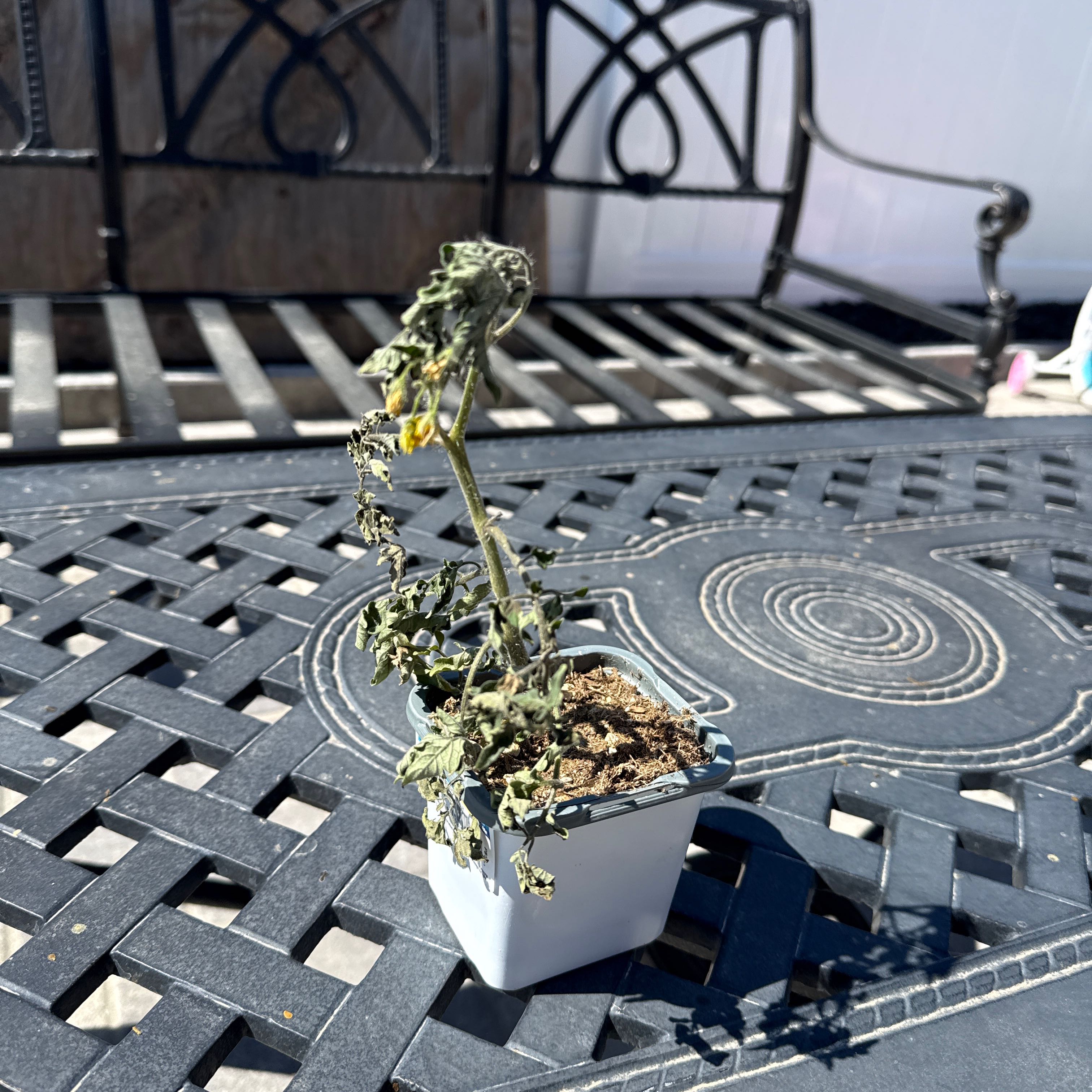 Photo of the plant species Cherry Tomato by @FacilelyHedera named Treeyoncé on Greg, the plant care app