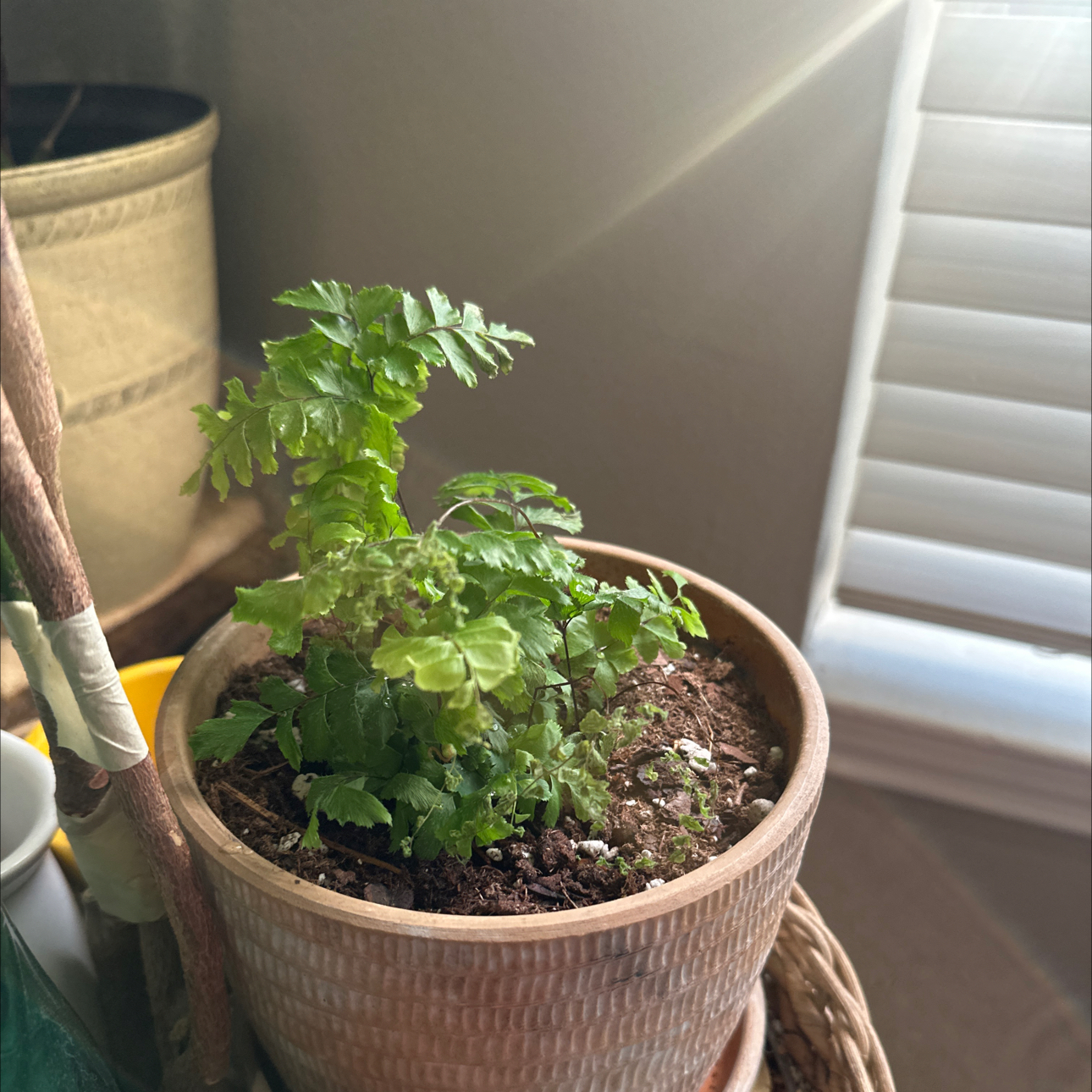 Photo of the plant species Cunningham's Maidenhair Fern by @HollyPocket named Little Ann on Greg, the plant care app