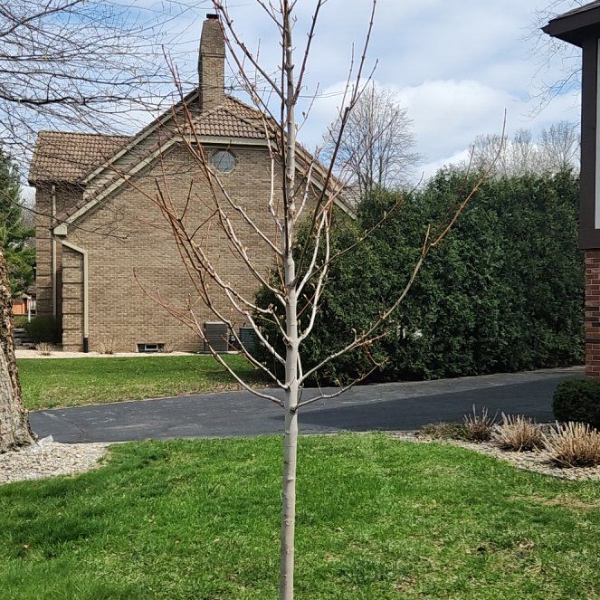 Photo of the plant species Autumn Blaze Maple by @ZappyCostmary70 named Homer on Greg, the plant care app