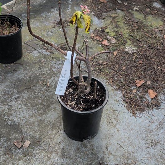 Photo of the plant species Daphne 'Zuiko Nishiki' by @PetBogarum47 named Mando on Greg, the plant care app