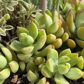 Photo of the plant species Sealettuce by @BubblyGoatweed5 named Mando on Greg, the plant care app