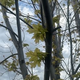 Photo of the plant species Acer Saccharinum by @BubblyGoatweed5 named Homer on Greg, the plant care app